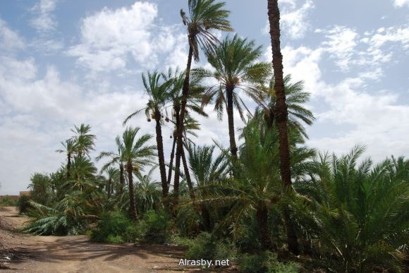 معرض الصور 4 10