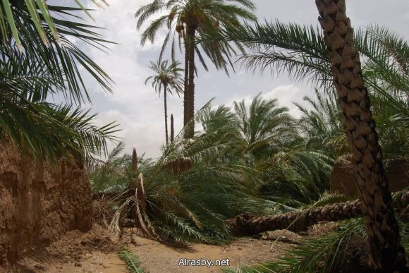 معرض الصور 4 13