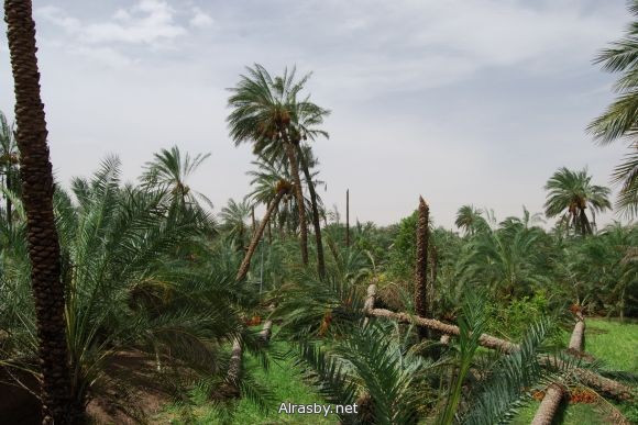 معرض الصور 4 15