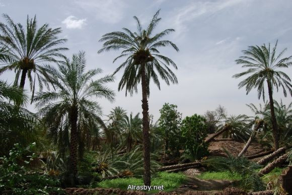 معرض الصور 4 20