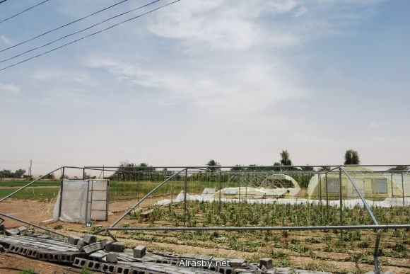 معرض الصور 4 21